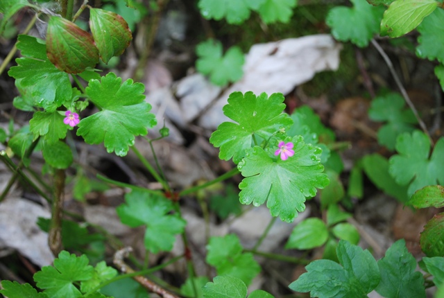 Geranium lucidum